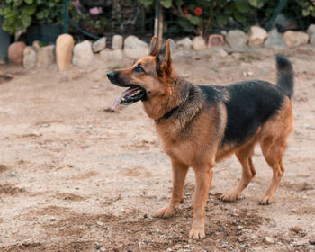 Beautiful specimen of german shepherd dog breed