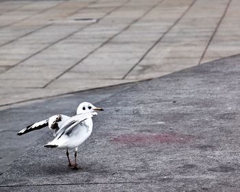 Seagull perching on floor