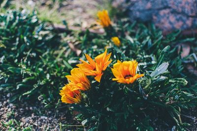 Close-up of yellow flower blooming in field