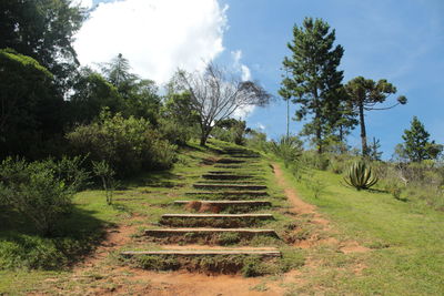 Steps amidst trees against sky