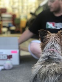 Close-up of dog at home