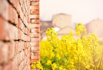 Close-up of flowers against building