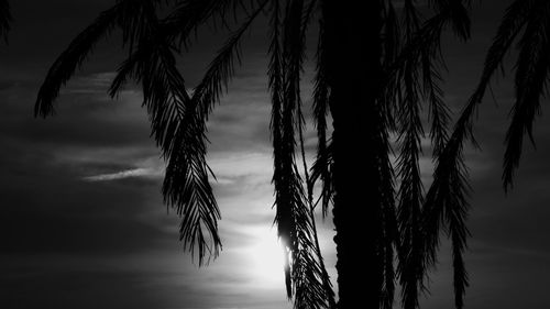 Close-up of silhouette tree against sky