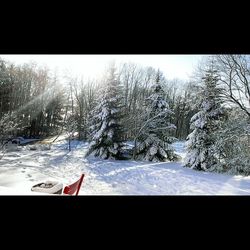 Snow covered trees