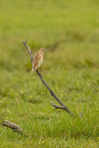 Bird flying over a field