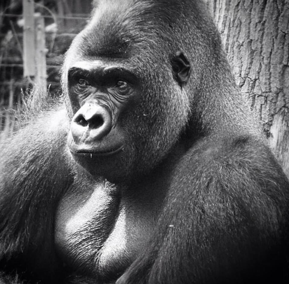 Silverback gorilla