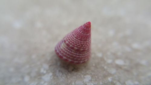 Close-up of pink rose