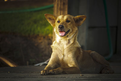 Portrait of a dog looking away