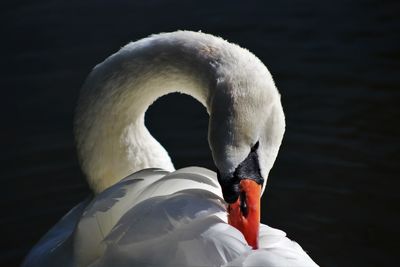Close-up of swan swimming