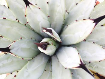 Full frame shot of cactus