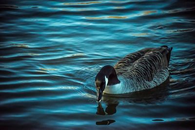 High angle view of duck swimming in lake