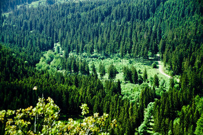 View of pine trees in forest