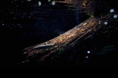 Close-up of turtle swimming in water