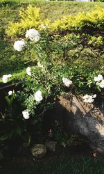 Close-up of white flowers blooming in field