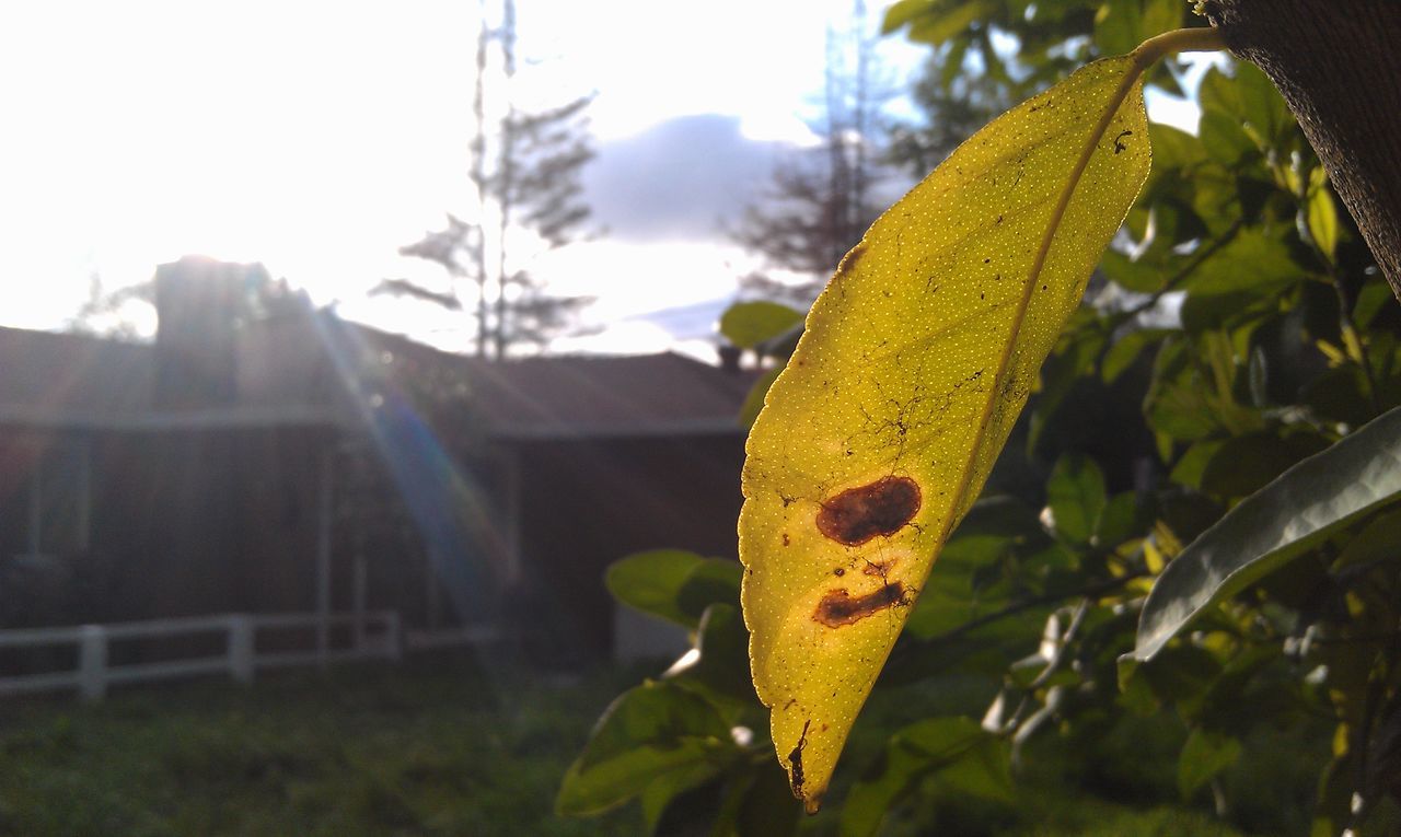 yellow, leaf, close-up, focus on foreground, growth, plant, nature, freshness, green color, sunlight, outdoors, day, flower, fragility, no people, beauty in nature, tree, stem, green, leaf vein