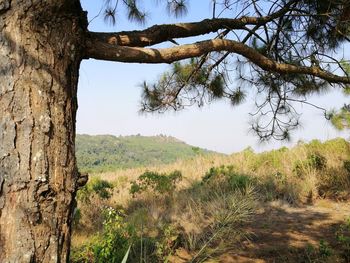 Trees on field against sky