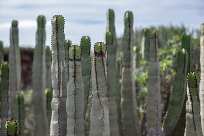 Close-up of plants against sky