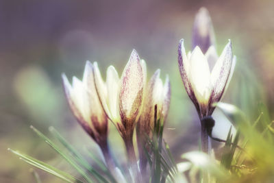 Close-up of flowering plant