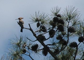 Low angle view of birds perching on tree