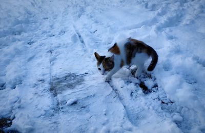 View of dog on snow covered field