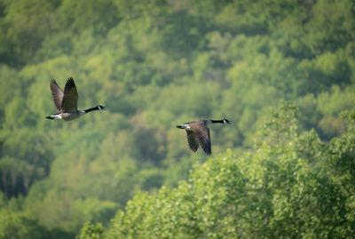 Two canada geese flying over the forested landscape.