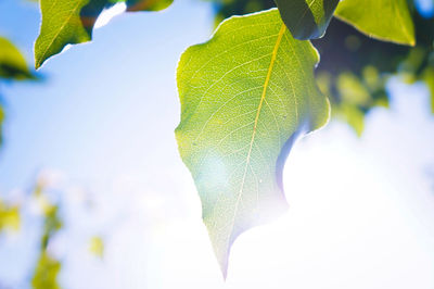 Low angle view of leaves against sky