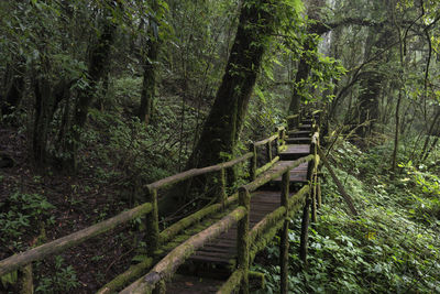Walkway amidst trees in forest