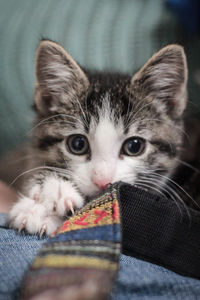 Close-up portrait of cat