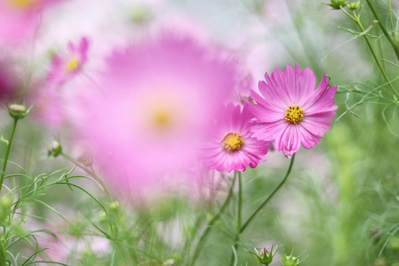 flower, flowering plant, plant, freshness, fragility, beauty in nature, vulnerability, growth, pink color, petal, flower head, close-up, selective focus, inflorescence, nature, cosmos flower, field, no people, day, land, outdoors, pollen