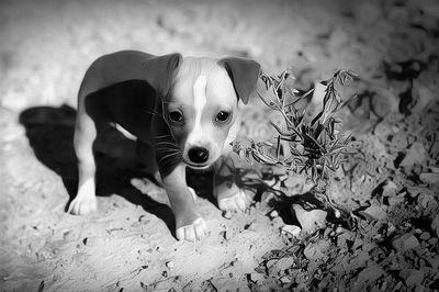 Portrait of dog