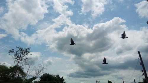 Low angle view of birds flying in sky