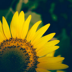 Close-up of sunflower against blurred background