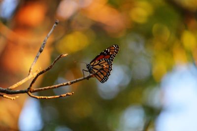 Close-up of butterfly on leaf