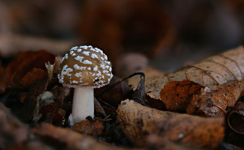 Close-up of amanita mushrooms on dry leaf