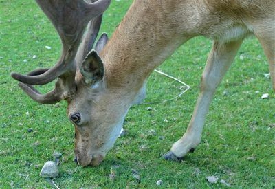 Deer grazing in a field