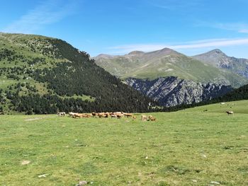 View of a grazing on field