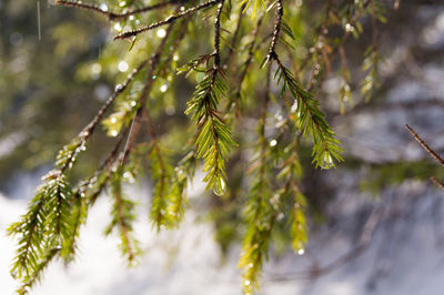 Close-up of leaves on twig