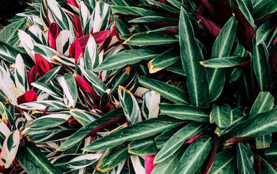 Full frame shot of plants