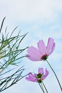 Low angle view of pink cosmos flowers against sky