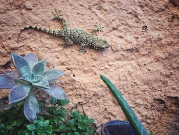 High angle view of lizard on plant