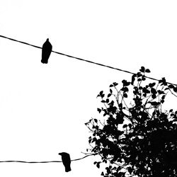 Low angle view of birds perching on power line