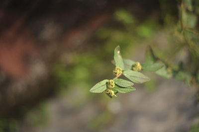 Close-up of flowering plant