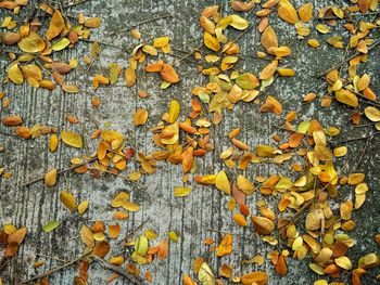 Close-up of autumn leaves