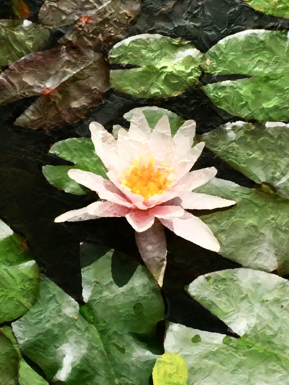 flower, water lily, leaf, petal, freshness, fragility, flower head, pond, water, growth, floating on water, lotus water lily, beauty in nature, single flower, high angle view, plant, nature, green color, blooming, close-up