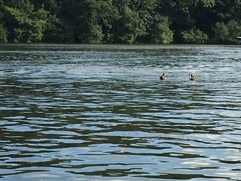 Swans swimming in lake