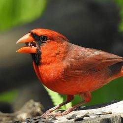 Close-up of an animal
