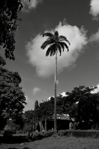 Low angle view of coconut palm trees against sky