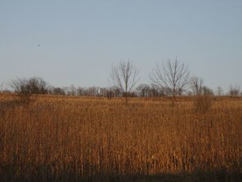 Scenic view of field against clear sky