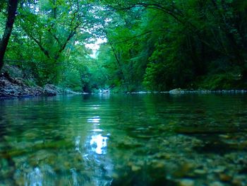 Scenic view of lake in forest