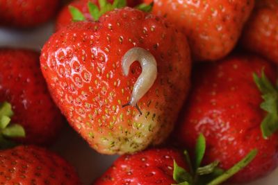 Close-up of strawberries